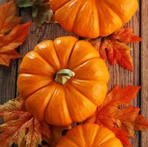 Meet your Posher, Rose